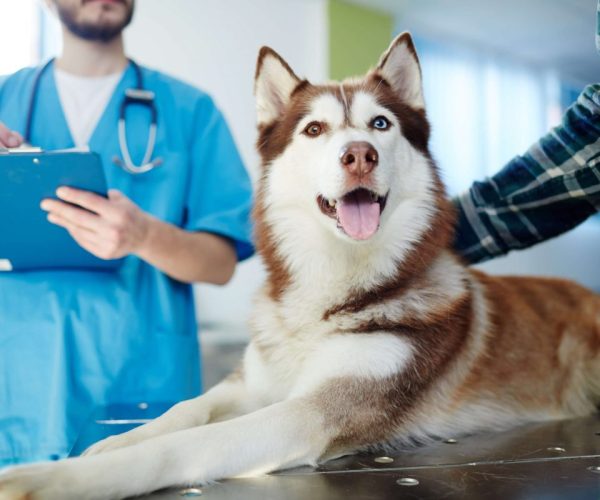 Understanding The Difference Between Veterinary Vs Veterinarian